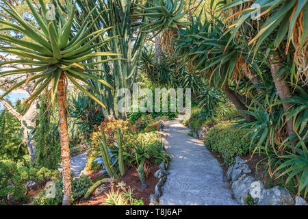 France, Alpes Maritimes, Saint Jean Cap Ferrat, la Villa et jardins Ephrussi de Rothschild, le jardin exotique // France, Alpes-Maritimes (06), Saint-Jea Banque D'Images