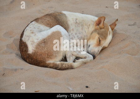 Chien de paria indien dormant sur le sable de la plage à Visakhapatnam. Banque D'Images