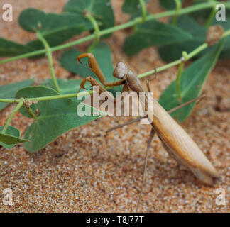 Brown mantis Mantis religiosa européen ou avec plante verte sur le sable. Focus sélectif. Vue rapprochée. Banque D'Images