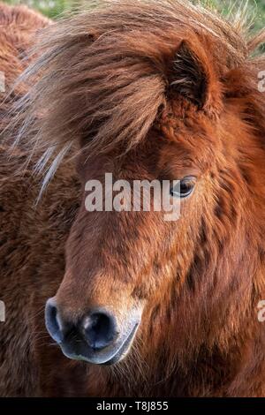 L'Irlande, comté de Donegal, le parc national de Glenveagh, Dunlewy, poneys Shetland Banque D'Images