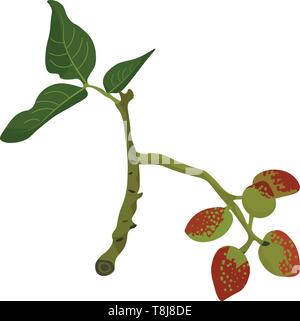 Une branche du pistachier portant des fruits rouges et de feuilles plates, à nervation parallèle série isolé sur fond blanc, Scénario, dessin en couleur ou l'il Illustration de Vecteur