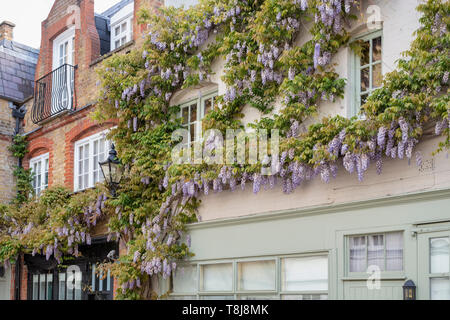 Glycine sur une maison au printemps. Hesper Mews, Earl's Court, Bramham Gardens, Londres. L'Angleterre Banque D'Images