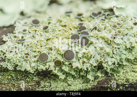 (Lichens Physcia), un petit lichen foliacé, poussant sur une branche d'arbre. Banque D'Images