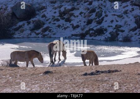 La Mongolie, Hustai National Park, ou du cheval de Przewalski cheval sauvage de Mongolie ou Dzungarian ( cheval Equus przewalskii ou Equus ferus przewalskii), remis à partir de 1993 dans le Parc National de Khustain Nuruu Banque D'Images