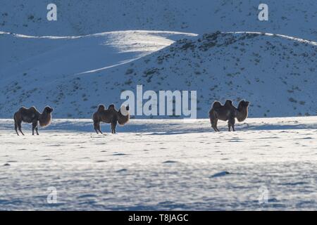 La Mongolie, à l'ouest de la Mongolie, Altaï, vallée de neige et de roches, les chameaux de Bactriane dans les montagnes Banque D'Images