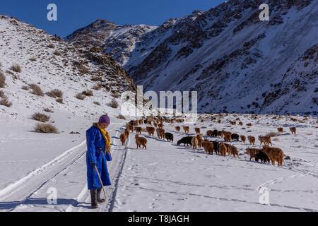 La Mongolie, à l'ouest de la Mongolie, Altaï, vallée de neige et de roches, berger avec un troupeau de chèvres et de moutons dans les montagnes Banque D'Images