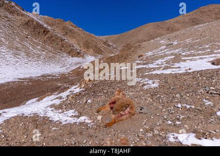 La Mongolie, à l'ouest de la Mongolie, Altaï, vallée de neige et de roches, veaux tués par un léopard des neiges Banque D'Images