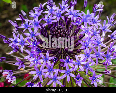 Gros plan sur la tête de fleur de ressort avec le redressement des fleurs et des bourgeons du squill, Scilla peruviana géant Banque D'Images