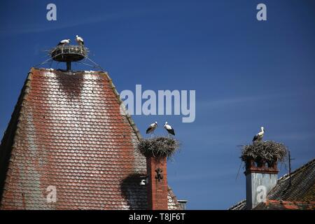 France, Alsace, Munster, Cigognes blanches (Ciconia ciconia) niché sur une cheminée Banque D'Images
