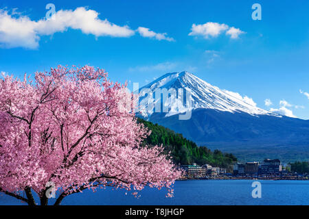 La montagne Fuji et cerisiers en fleurs au printemps, le Japon. Banque D'Images