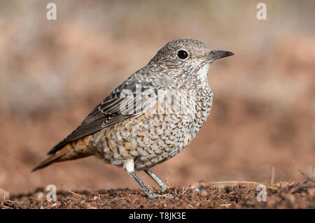 Rock commun Bicknell - Monticola saxatilis femelle sur le terrain Banque D'Images