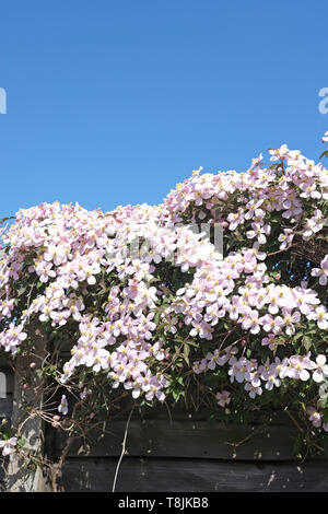 Masses de fleurs rose pâle Clematis montana et des mains au-dessus d'un jardin clôture à la fin du printemps. Banque D'Images