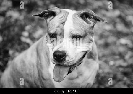 Amstaff joue dans la forêt dans une journée de printemps ensoleillée. Le chien pose pour la photo. Banque D'Images