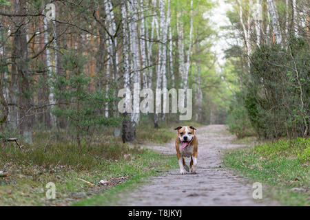 Amstaff joue dans la forêt dans une journée de printemps ensoleillée. Le chien pose pour la photo. Banque D'Images