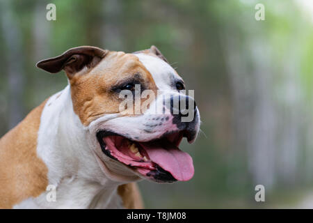 Amstaff joue dans la forêt dans une journée de printemps ensoleillée. Le chien pose pour la photo. Banque D'Images