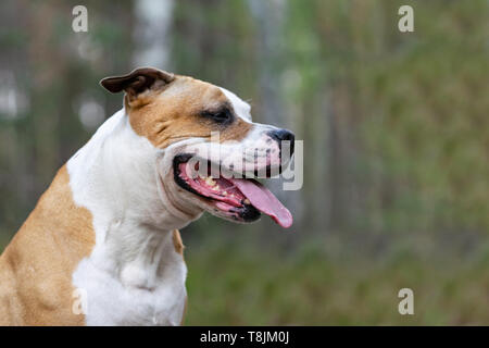 Amstaff joue dans la forêt dans une journée de printemps ensoleillée. Le chien pose pour la photo. Banque D'Images