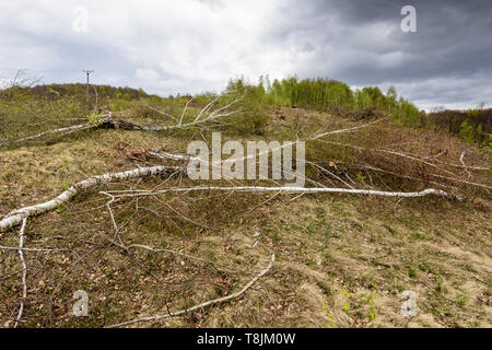 La déforestation en Roumanie. Bouleau arbres coupés récemment. Banque D'Images