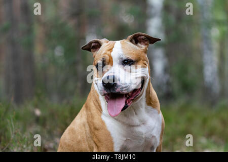 Amstaff joue dans la forêt dans une journée de printemps ensoleillée. Le chien pose pour la photo. Banque D'Images