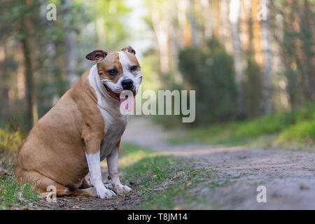 Amstaff joue dans la forêt dans une journée de printemps ensoleillée. Le chien pose pour la photo. Banque D'Images