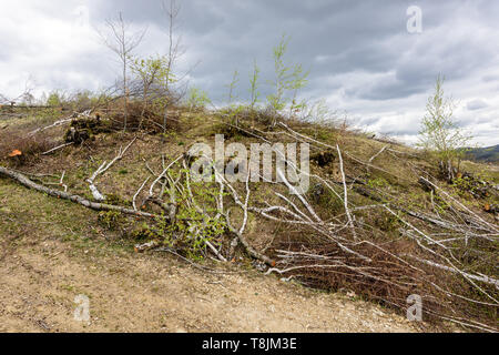 La déforestation en Roumanie. Bouleau arbres coupés récemment. Banque D'Images