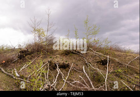 La déforestation en Roumanie. Bouleau arbres coupés récemment. Banque D'Images