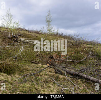 La déforestation en Roumanie. Bouleau arbres coupés récemment. Banque D'Images