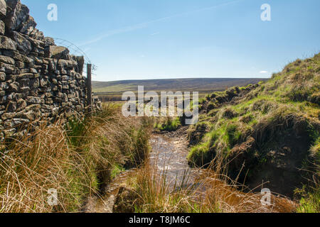 Une petite rivière se forme sur les hautes terres de la Lande Marsden, près de Huddersfield comme il coupe son chemin vers le bas de la montagne par Heather sauvages, des murs en pierre Banque D'Images