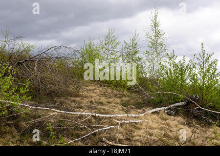 La déforestation en Roumanie. Bouleau arbres coupés récemment. Banque D'Images