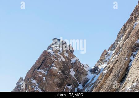 La Mongolie, à l'ouest de la Mongolie, Altaï, Snow Leopard ou l'once (Panthera uncia), sur des rochers Banque D'Images