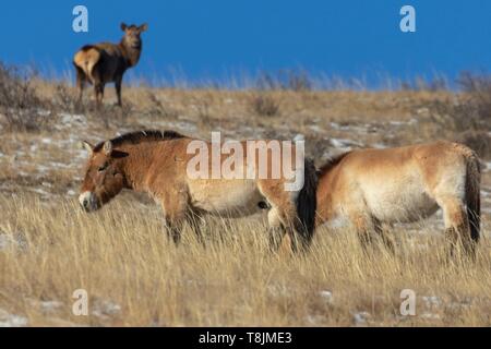 La Mongolie, Hustai National Park, ou du cheval de Przewalski cheval sauvage de Mongolie ou Dzungarian ( cheval Equus przewalskii ou Equus ferus przewalskii), remis à partir de 1993 dans le Parc National de Khustain Nuruu et une femme de Red Deer ( Cervs elephus) Banque D'Images