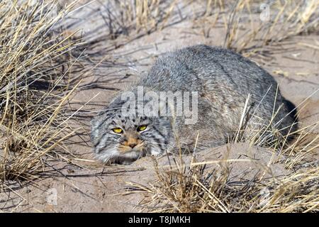 La Mongolie, à l'Est de la Mongolie, steppe, le chat de Pallas (Otocolobus manul), dans l'herbe Banque D'Images