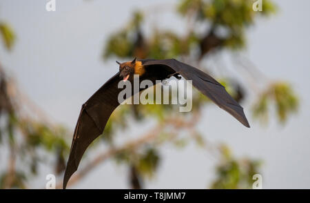 Foxbats rares en Thaïlande Asie Banque D'Images