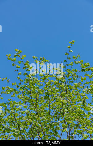 Les jeunes frondes de haies taillis de feuilles de noisette / Corylus avellana en plein soleil d'été contre le ciel bleu. Source de noisettes. Banque D'Images