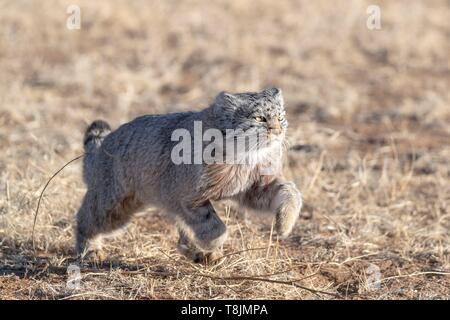 La Mongolie, à l'Est de la Mongolie, steppe, le chat de Pallas (Otocolobus manul), déménagement, l'exécution Banque D'Images