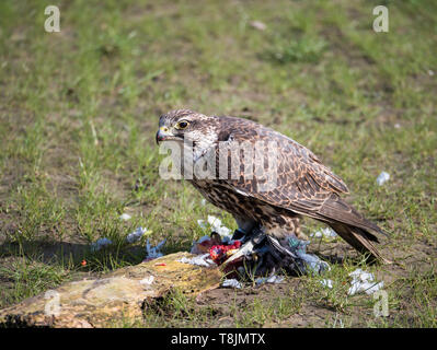 Falco biarmicus Lanner falcon ou dévore ses proies pigeon Banque D'Images