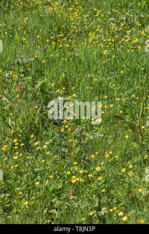 Patch d'espèces envahissantes Renoncule rampante Ranunculus repens / sur la journée d'été ensoleillée. Les mauvaises herbes envahissantes ou les plantes envahissantes concept, dépassé par les mauvaises herbes Banque D'Images