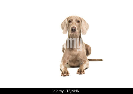 Braque de chien couché à l'appareil photo au vu de l'avant, isolé sur fond blanc Banque D'Images