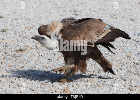 Vautour fauve marche sur le gravier. Grand oiseau preditor Banque D'Images