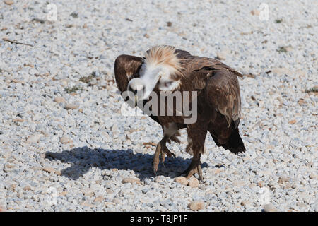 Vautour fauve marche sur le gravier. Grand oiseau preditor Banque D'Images