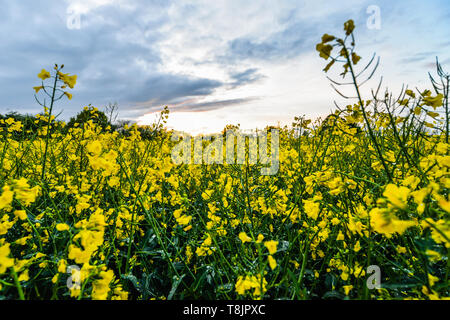 Coucher de soleil sur un champ - UK Banque D'Images