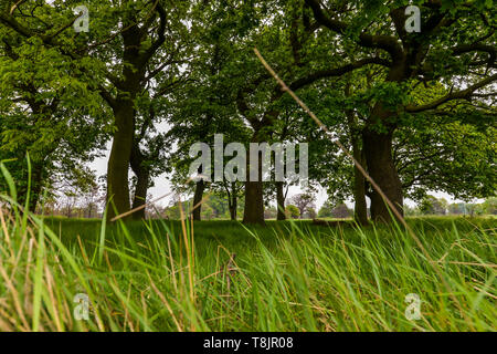 Un groupe d'arbres à Wanstead flats - Londres, Royaume-Uni Banque D'Images