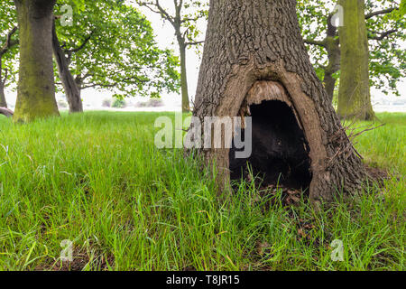 Un groupe d'arbres à Wanstead flats - Londres, Royaume-Uni Banque D'Images