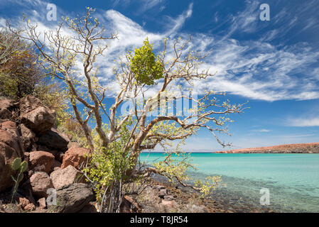 Arbre généalogique de l'éléphant, l'île d'Espiritu Santo, Baja California Sur, au Mexique. Banque D'Images