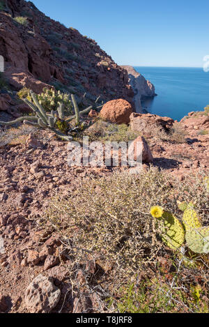 La végétation du désert, la partida, Baja California Sur, au Mexique. Banque D'Images