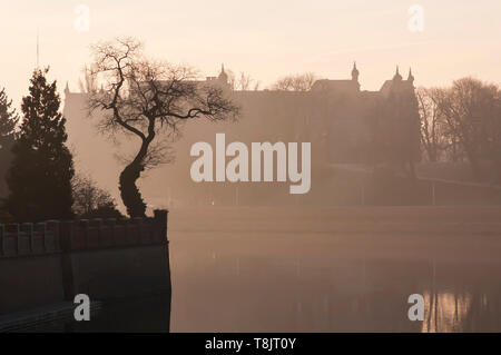 Et de l'Odra (Ostrow Tumski sur l'arbre dans le brouillard du matin. Lever du soleil sur la rivière. Wroclaw. Banque D'Images