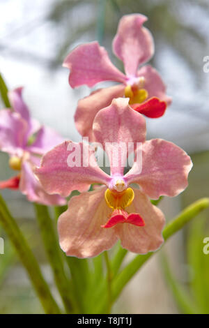 Close up of pale pink orchid Banque D'Images