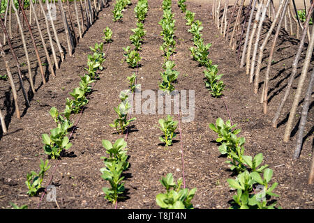 Légumes, plantés en rangées entre les cannes dans le sol bien entretenus dans un jardin ou d'une attribution. UK Banque D'Images