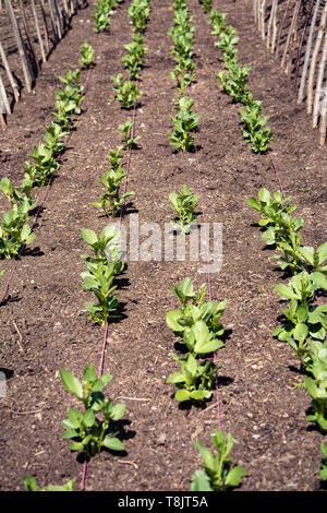 Légumes, plantés en rangées entre les cannes dans le sol bien entretenus dans un jardin ou d'une attribution. UK Banque D'Images