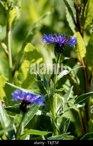 Le bleuet (Centaurea cyanus), Royaume-Uni Banque D'Images