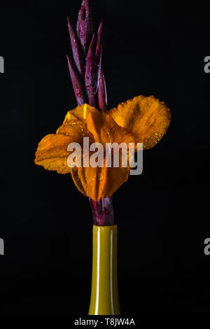 Canna indica fleur dans un vase jaune Banque D'Images